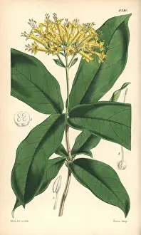 Yellow Flowered: Large yellow-flowered aegiphila, Aegiphila grandiflora