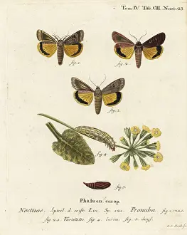 Fimbriata: Large yellow underwing, Noctua pronuba