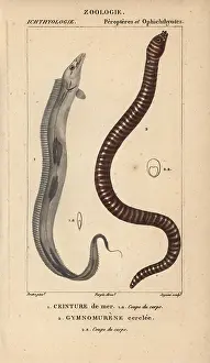 Moray: Largehead hairtail, Trichiurus lepturus, and