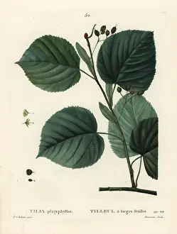 Poupee: Largeleaf linden tree, Tilia platyphyllos