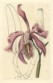 Lindley: Larger cattleya, Cattleya maxima