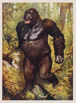Roar: LARGEST GORILLA EVER