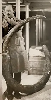 Proboscidean: The largest mammoth tusk, 1931