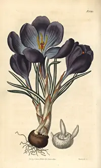 Vernus: Largest purple spring crocus, Crocus vernus