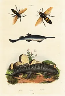 Critically Endangered: Largetooth sawfish, skink and wasps