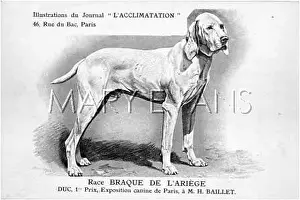 Ariege: De L'Ariege Dog