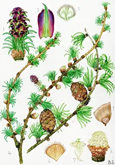 Larch: Larix decidua