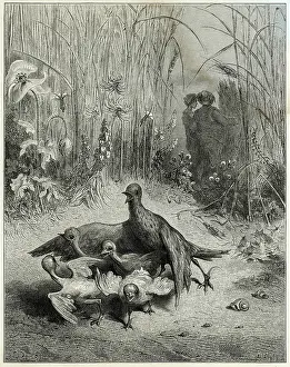 Brood: Lark, Brood - Farmer