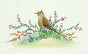 Armitage: Lark in Heather