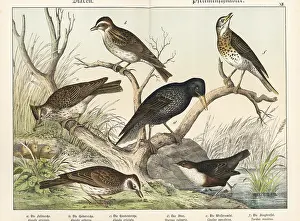 Naturgeschichte Des Tierreichs: Larks, starling, dipper, and song thrush