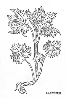 Horticultural: Larkspur, Alchemy Plant