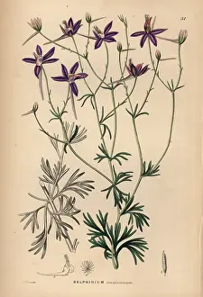 Shrubbery: Larkspur, Consolida tenuissima