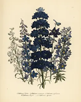 Azure: Larkspur or Delphinium species