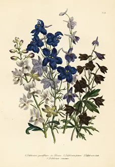 Handfinished: Larkspur or Delphinium species