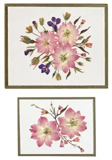 Rosebud: Larkspur, Lobelia and Rosebud