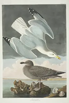 Raccoon: Larus argentatus, herring gull