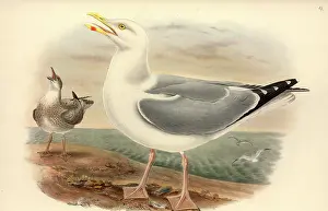 Immature: Larus argentatus, herring gull