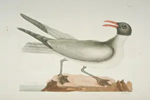 Leucophaeus: Larus atricilla, laughing gull