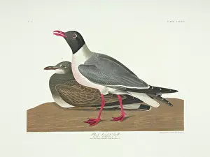 Immature: Larus atricilla, laughing gull