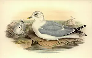Canus: Larus canus, mew gull