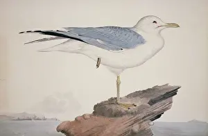Webbed: Larus canus, mew gull