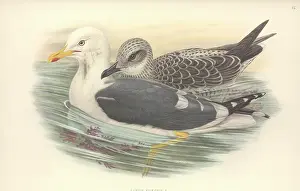 Immature: Larus fuscus, lesser black-backed gull