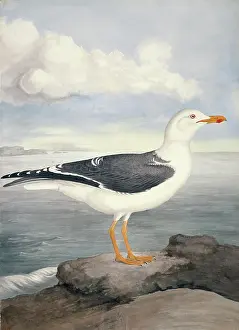 Webbed: Larus fuscus, lesser black-backed gull