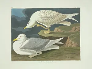 Scratching: Larus glaucoides, Iceland gull