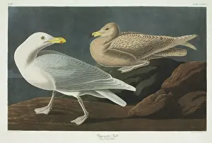 Immature: Larus hyperboreus, glaucous gull