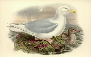 Webbed: Larus hyperboreus, glaucous gull