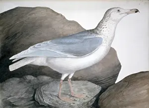 Mottled: Larus hyperboreus, glaucous gull