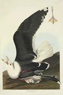 Mutilated: Larus marinus, great black-backed gull