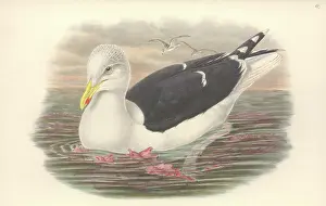 Marinus: Larus marinus, great black-backed gull