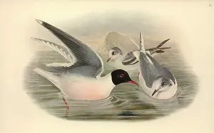 Minutus: Larus minutus, little gull