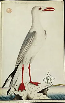 Novaehollandiae: Larus novaehollandiae, silver gull