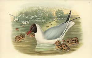 Black Headed: Larus ridibundus, common black-headed gull