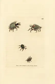 Mite: Larva of the Hemerobius lacewing in lichen, and mites
