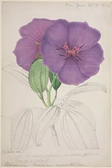 Malvidae: Lasiandra macrantha