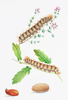 Pupa: Lasiocampa quercus, oak eggar moth