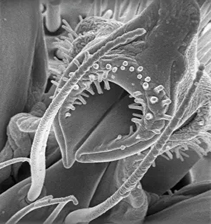 Cornfield: Lasius niger, black garden ant