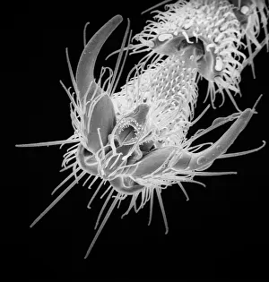 Cornfield: Lasius niger, black garden ant