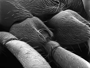 Lasius niger, black garden ant
