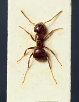 Cornfield: Lasius niger, black garden ant