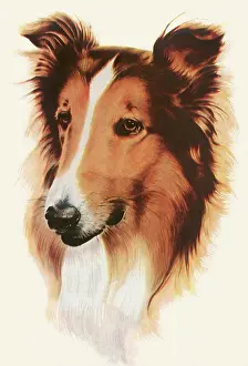 Canines: Lassie the Dog