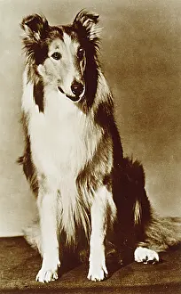 Versatility: LASSIE/MGM POSTCARD
