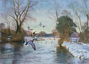 Mallards: Late Afternoon ' January ' Mallards