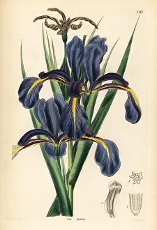 Spuria: Late-flowering blue iris, Iris spuria
