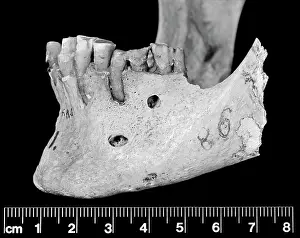 Abydos: Lateral view of mandible