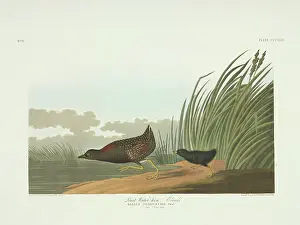Gruiformes: Laterallus jamaicensis, black rail