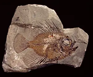 Fortey: Lates gracilis, bony fish